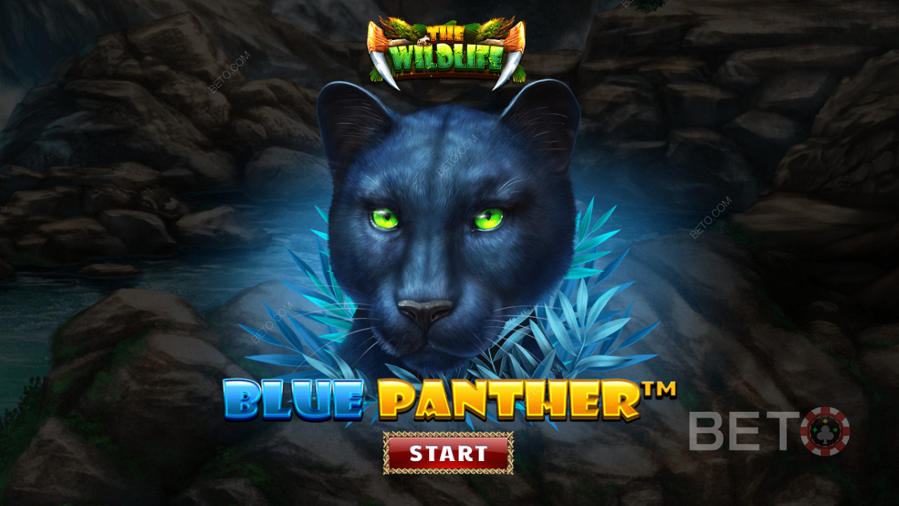 Обикаляйте джунглата сред нощните зверове на слота Blue Panther